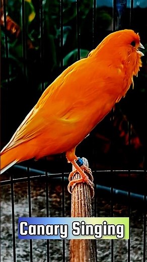 Canary Singing Training Video | Best Canary Singing | Canary Bird Sounds #galerikenariindonesia