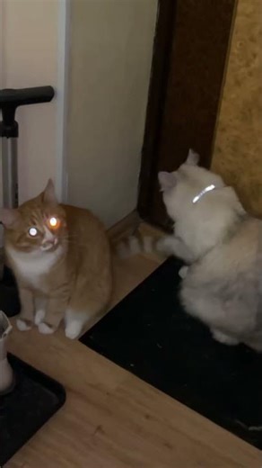 #cat #cats #catvideos #catshorts #catlovers #catvideo #catlife #catmemes