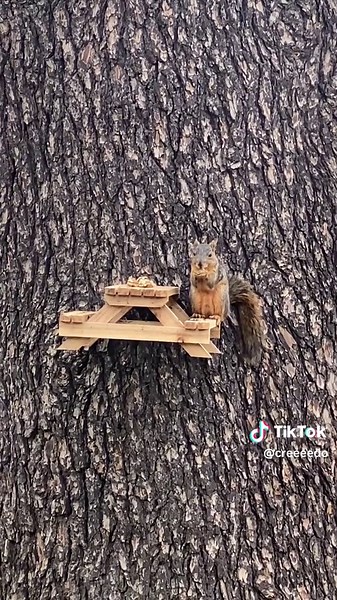 Got a table for the local #squirrels 🐿️ #squirreltable