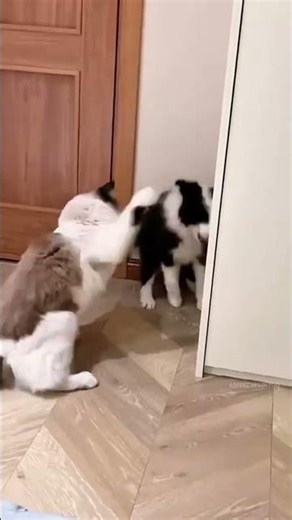 Angry Cats vs Scared Dogs 🐱🐶 | Unlucky Funny Reactions