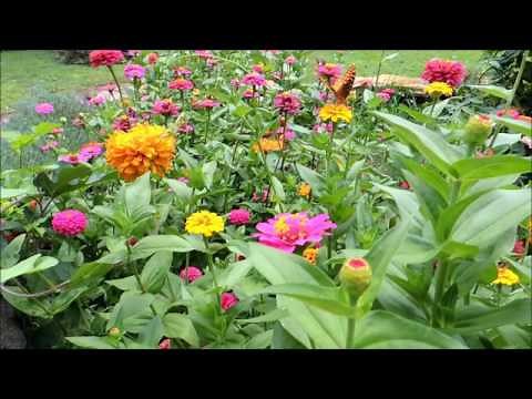 Plant a cutting garden of Zinnias for next year!