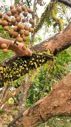 Removing Mistletoe to Safeguard Longan Trees #farmingtech ‪@HappyFarm85‬