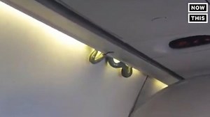 There's a REAL motherf*cking snake on a motherf*cking plane | NowThis