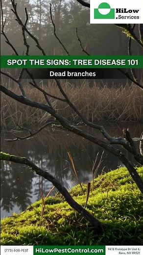 Tree Disease 101: How to Identify Problems Early | #HiLowPestControl