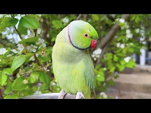 Natural Indian Ringneck Parrot Chirping Sounds 🐦 | Relaxing Real Bird Calls (No Music)