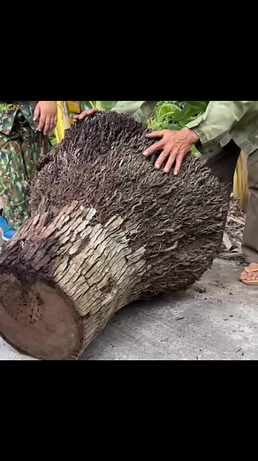 Unique Woodworking Projects for Tree Stumps
