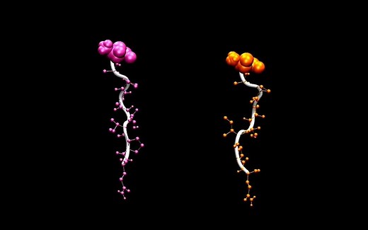 两个多肽自折叠分子动力学模拟 (Gromacs)