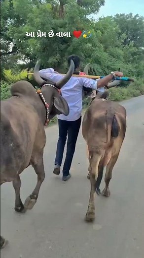 આ પ્રેમ છે વાલા ❤️💫 કાંકરેજ ગાય 🐄 #kankrejcow #trending