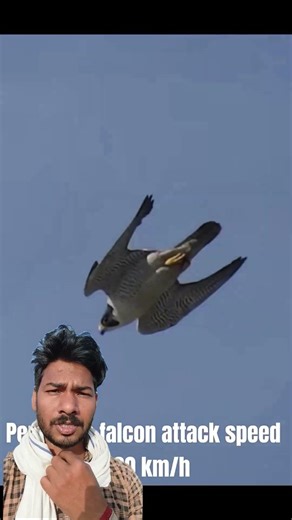 Paragon Falcon Attacking Skills and Speed #birds #falconattack # perigr #peregrine #hawkeagle
