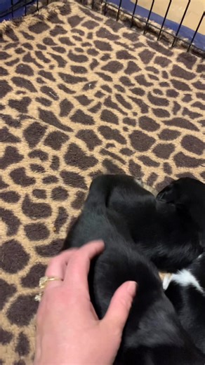 Mary’s precious boy | Sugar Creek Mini Doxies