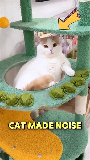 This cat loves the frog