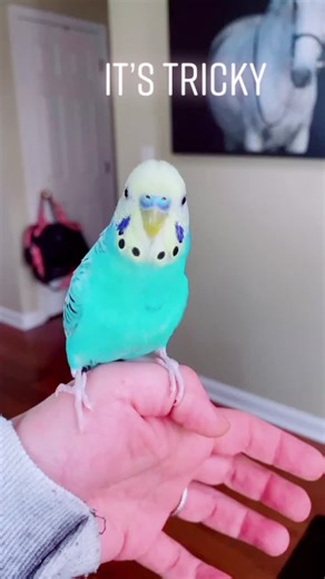 Budgie Dance: Music for Birds to Groove to