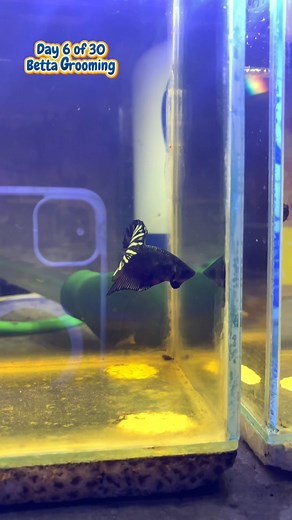 Day 6 of 30 Betta Grooming. Paano mo malalaman na healthy ang gino-groom mong betta? At bakit kailangan nila mag-flare. #japula #bettafish #fishkeeping #ToGodBeTheGlory | Ja Pula