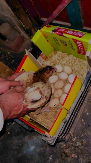 13K views · 286 reactions | Kanwal incubation starts Aseel Kurak Murgi brooding cycle 182 #hen #shorts #youtube #youtubeshorts #pets #nabilshzd #nabilistan #nabilverse #reels #reel #HenLife #ChickLove #FarmFriends #FeatheredFamily #InstaChicks #CountryLiving #BackyardPoultry #FarmLife #HensofInstagram #instafarm | Nabil Shahzad | Facebook