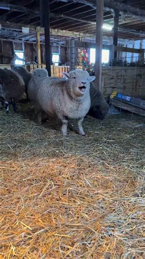 Sheep sound #sheep #lamb #babysheep #sheeplife #sheepfarm #cutesheep #sheeplove #sheepworld