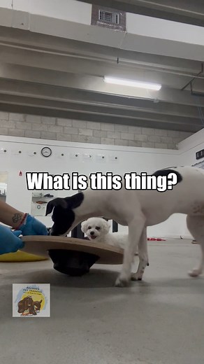 From hesitant to happy! Pepper is a rockstar learning to love the wobble board, which is fantastic for building confidence, balance, and core strength. We celebrate every wobbly step! 👏 #ConfidenceBuilding #WobbleBoard #PatienceIsKey #BausersPetTraining | Bauser's Pet Training