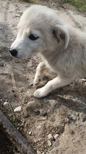 #dog #cat #animals #art #a4 #love #song #dance #funny #happy #rap #ai #gaming #cute #music #rock #ok