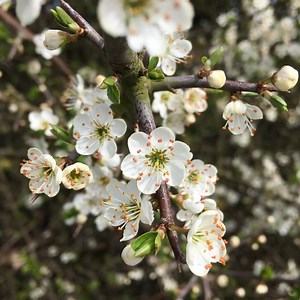 April, come she will