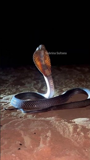 The Deadly Behavior of the Cobra Snake 🐍 #snakelovers #wildlifevideo
