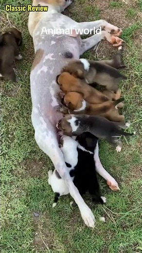 귀여운 강아지 만나보세요 / 愛らしい子犬に出会おう #JapanDogs #KoreaPuppies