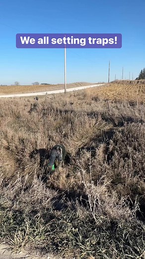 9.2K views · 252 reactions | 4 of us together can get some sets out! Covered this spot pretty good! Dunlap LURES J3 Outdoorz RBG Traps Trapline Coffee | SheTraps | Facebook