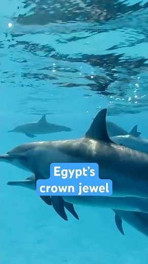 Where Two Seas Collide - Ras Muhammad National Park Egypt | Epic Red Sea Diving