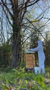 Beekeeping 101: LOCUST IS BLOOMING so add honey boxes!🐝🍯 #beekeeping #honey #homestead