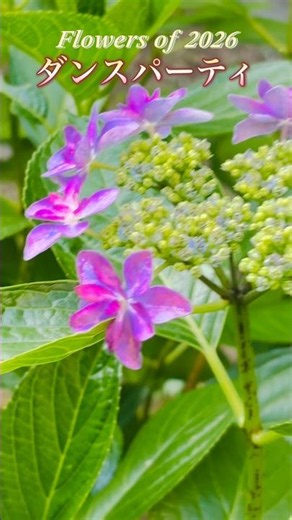 #Flowers of 2026 #ダンスパーティ #アジサイ #つんつんTea room