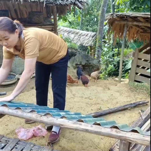 Repair and construction of pigeon coops Harvesting-013 | Single Mom Life