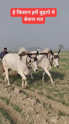428K views · 10K reactions | Most Beautiful Haryana Breed Ox Pair #reels #ox #farming #reel #reelsfb #kisan #khet #kheti #villagelife #village #beauty #nature | Jagruk Kisan | Facebook