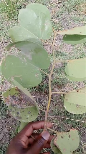 Identifying Insect Damage on Green Leaves