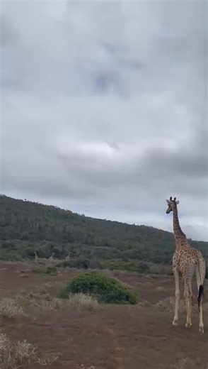 Statue mode: Activated ✅️ A tower of giraffes congregating on the African plains. Their ability to stand still in large groups allows them to keep watch for danger, as their height provides excellent visibility over the plains. Thanks to guide Kathleen for the lovely video. #giraffe #africanplains #wildlifesafari #gamereserve #accommodation #luxuryaccommodation #nature #africa #southafrica #easterncape #tower #animals #wild #safari #malariafree #summerholiday #summertravels | Kariega Game Reserv
