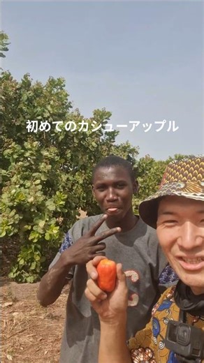 カシューナッツの果実。 #アフリカ #ガンビア #海外一人旅