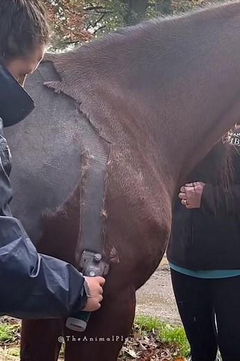 how to body clip your horse | Hair Remover