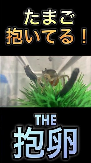 青いサワガニ初めての抱卵！#サワガニ #抱卵 #繁殖成功 #青いサワガニ #50代ゲイ