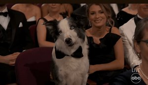 Messi The Dog From ‘Anatomy Of A Fall’ Gets Star Treatment At Oscars, Goes Viral With Reaction To Robert Downey Jr. Win