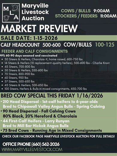 🔥 Big Run at Maryville Livestock Auction Today 🐂 Market preview with strong numbers and quality cattle hitting the ring. Don’t miss the action and price discovery. #MaryvilleLivestock #CattleAuction #FeederCattle #LivestockMarket #SaleDay #AgTikTok #RanchLife #CattlePrices #LivestockHub