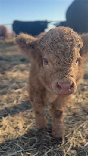 @webbcattlecohighlands on Instagram: "I do actually know who she is, but I don’t know why she follows me 😂 Just nosey little Pickle girl! #snitch #cuteanimals #minicow @webbcattlecohighlands"