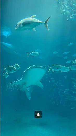 Before They're Gone: The Magnificent Whale Shark | 4K Wildlife