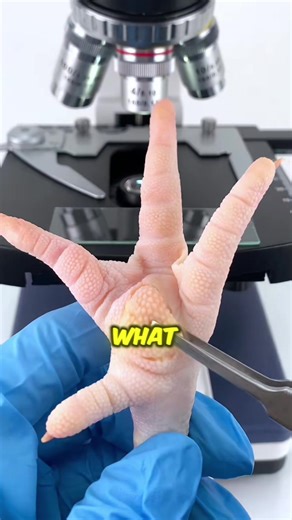 Exploring Chicken Feet Under a Microscope: Fascinating Details