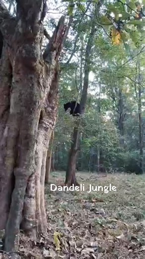 Dandelihiddenvalley on Instagram: "🌿✨ Hidden Valley Resort – Your Perfect Nature Escape! ✨🌿 🚞Where adventure meets relaxation amidst Dandeli’s lush green beauty! 🏨 Accommodation Options (Per Person / Per Night) 🏯 Deluxe Room – *₹1800* 🏡Standard Room – *₹1600* 🛖 Commando Tent – *₹1300* ⛺️ Camping Stay – *₹1000* 🍽️ Unlimited Meals – Taste of Heaven 😋 ☕ Breakfast | 🍱 Lunch Buffet (Veg & Non-Veg) | 🍛 Dinner Buffet (Veg & Non-Veg) 💦 Thrilling Water Adventures – Included! 🌊 🚣‍♀️ Boating,