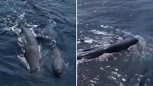 Listen to whale sounds that scientists are working to decode