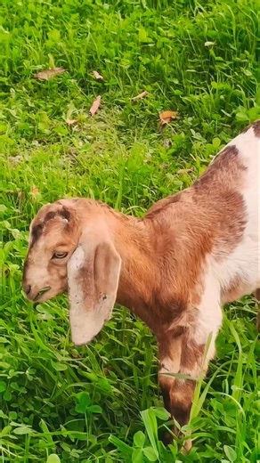 Funny Goat Sounds Compilation | Hilarious Bleating Goats #GoatVoice #GoatSounds #FunnyGoat #goatday