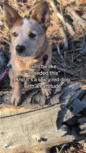 #acd #australiancattledog #heelersoftiktok #cattledog