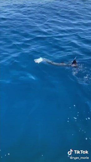 Understanding Barracuda Attacks: Are They Dangerous to Humans?