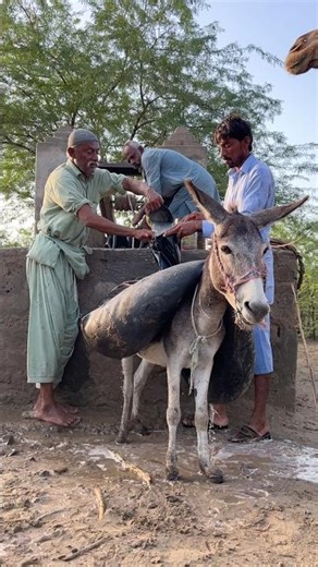 الصحراء والحياة… أب مع ابنه يملآن الماء على ظهر الحمار