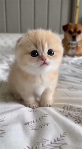 New Cool Tool!& 🥰New Viral Gadgets, Smart Boost Your Productivity Now #gadgets #tech #innovation