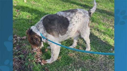 Meet Chester, a dog available to adopt from the Williamson County Regional Animal Shelter