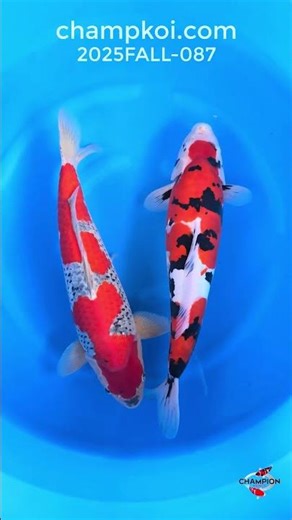 Yagenji Goshiki, Doitsu Sanke | For Sale ChampKoi
