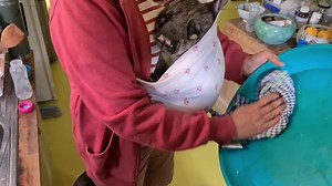 Our orphan wombats normally start bonding with our older wombats whilst they are very small but Anne hasn't. Instead she has separation anxiety and wants me to hold her all the time. She spends all night cuddling me and I spend all day carrying her around whilst I do my chores. Anne suffered quite a traumatic accident which saw her and her Mum left alive in the middle of a road for an entire night and day. They were both frozen when rescued and despite our best efforts, we lost her Mumma but wer